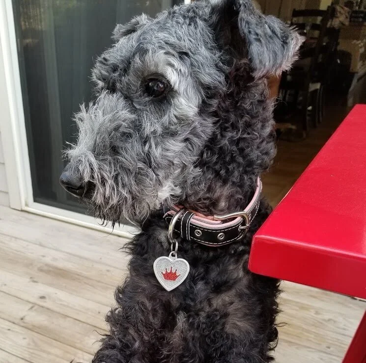 Kerry blue hotsell terrier mix